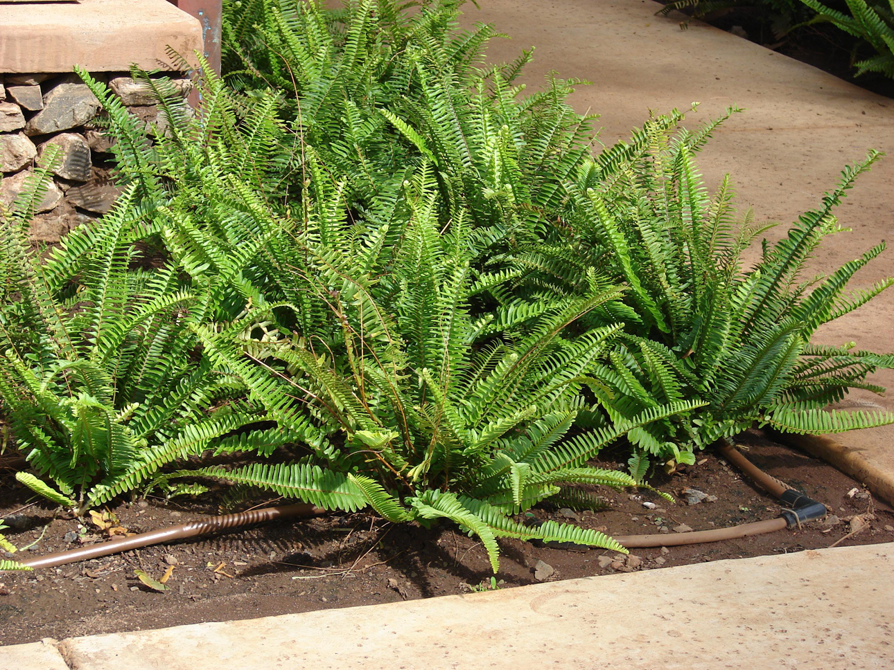 此"杂草"若生长在您家墙上,别拔掉,它是价值珍贵的"凤凰蛋"