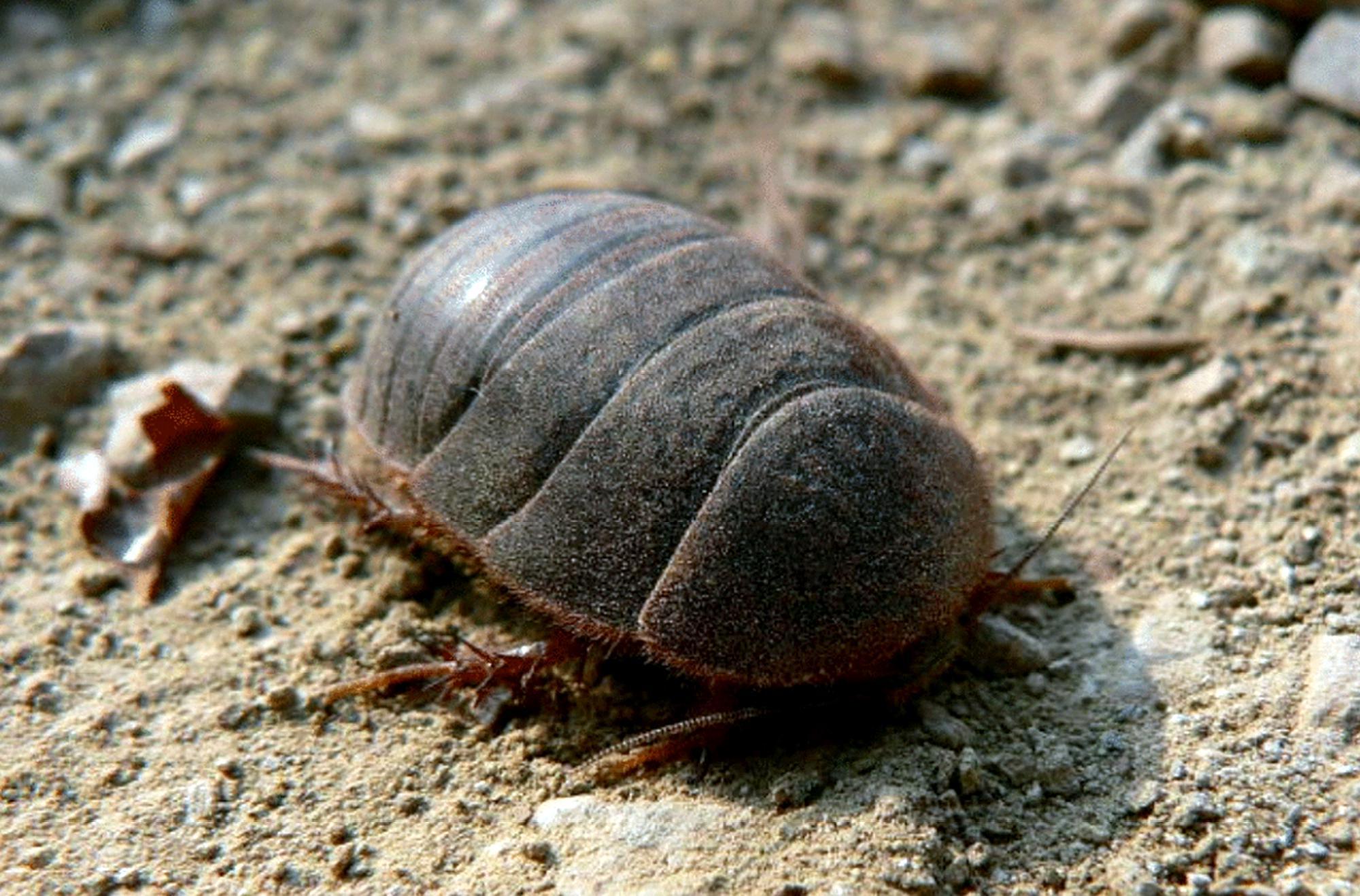 正宗"土鳖",曾风靡全国,无奈成为一场"骗局",农民谈之色变