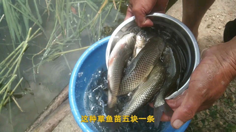 农村大叔承包的鱼塘又要放鱼苗了,6寸长的草鱼苗5元一条贵吗