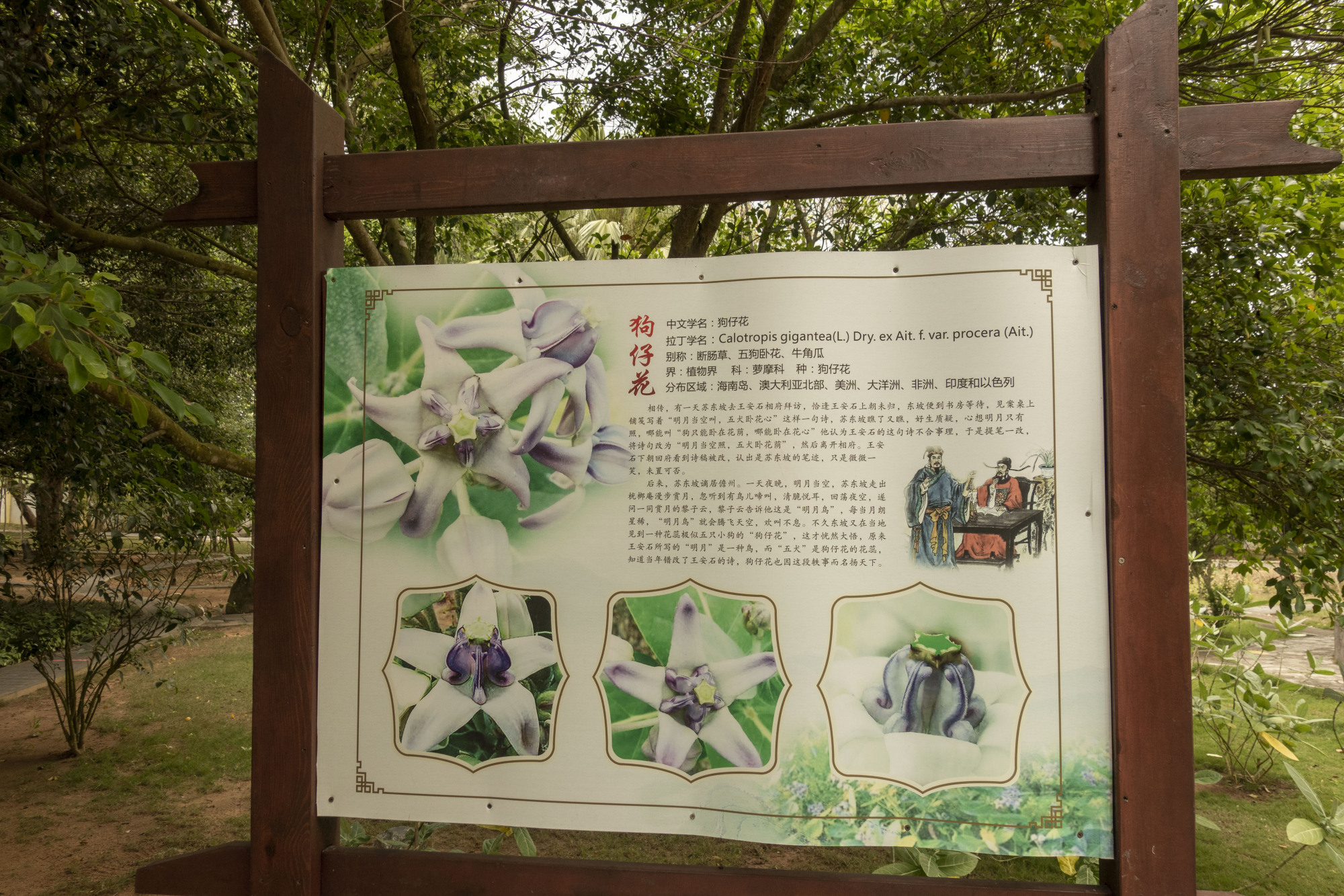 东坡书院 狗仔花
