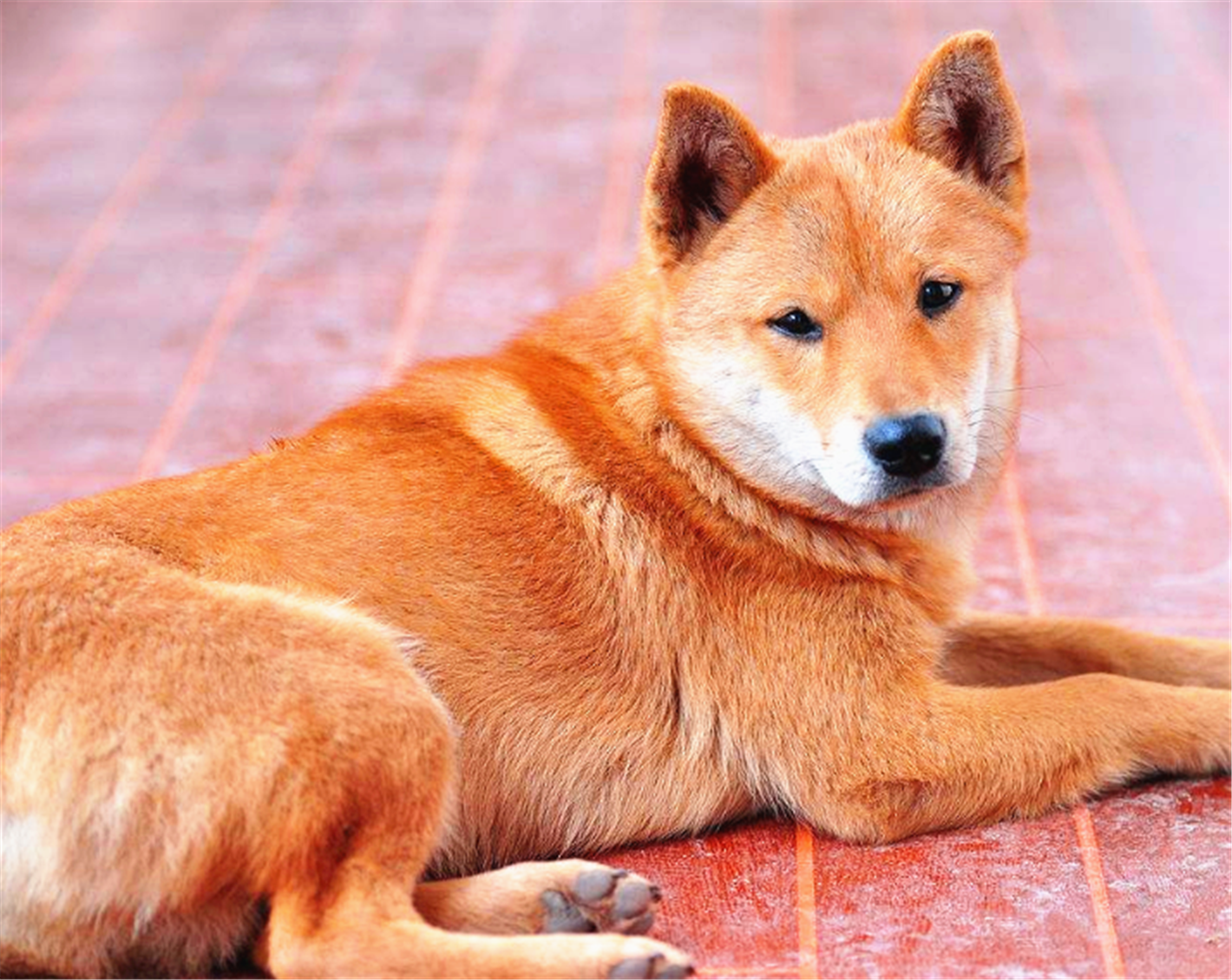 屠宰场大黄狗流泪惨叫,老汉路过顺手救下,五年后老汉痛哭不已!