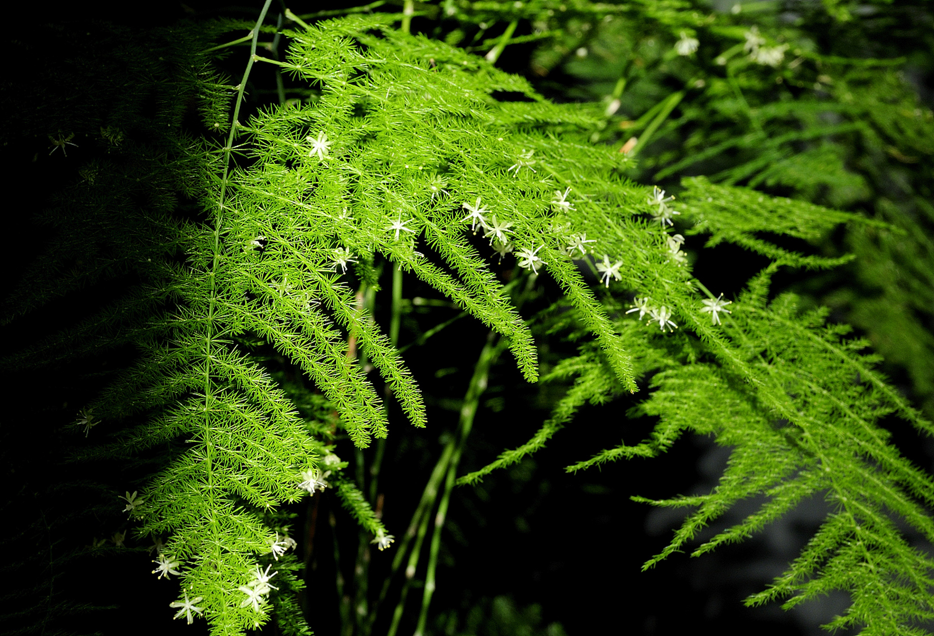 题目:文竹:静谧与雅致的绿意  文竹是一种独具魅力的植物,以其独特的