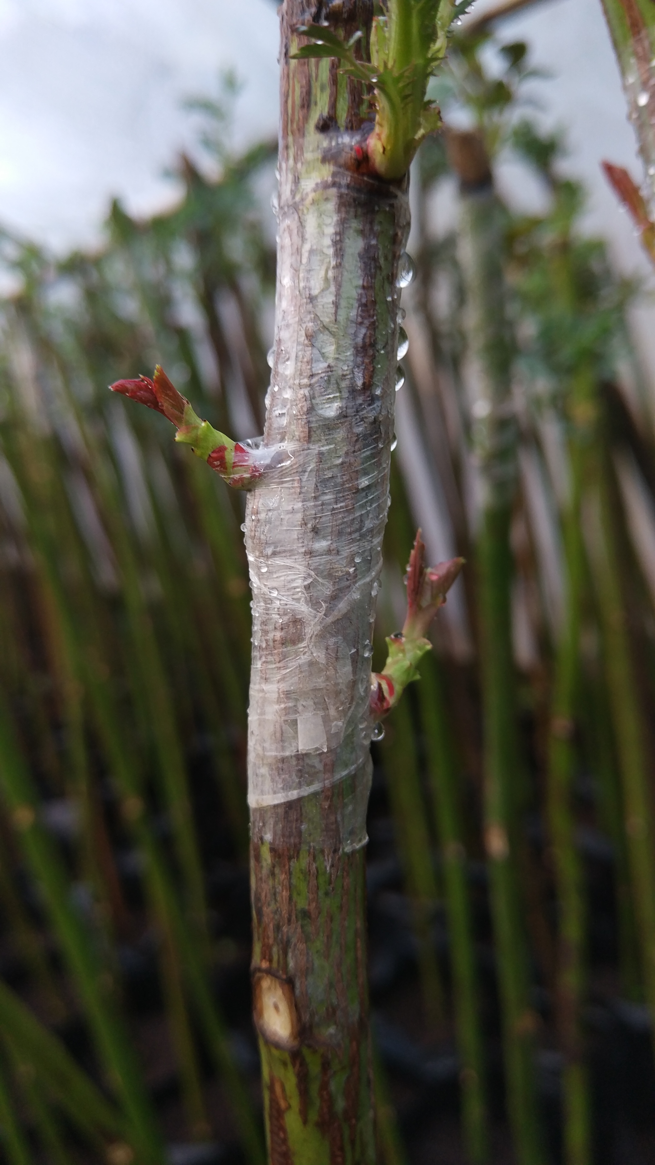 无根嫁接的月季花,根系后续能长得很好吗