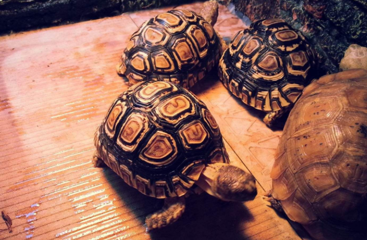 爬宠奇闻:豹纹陆龟,花纹妖娆的人气陆龟