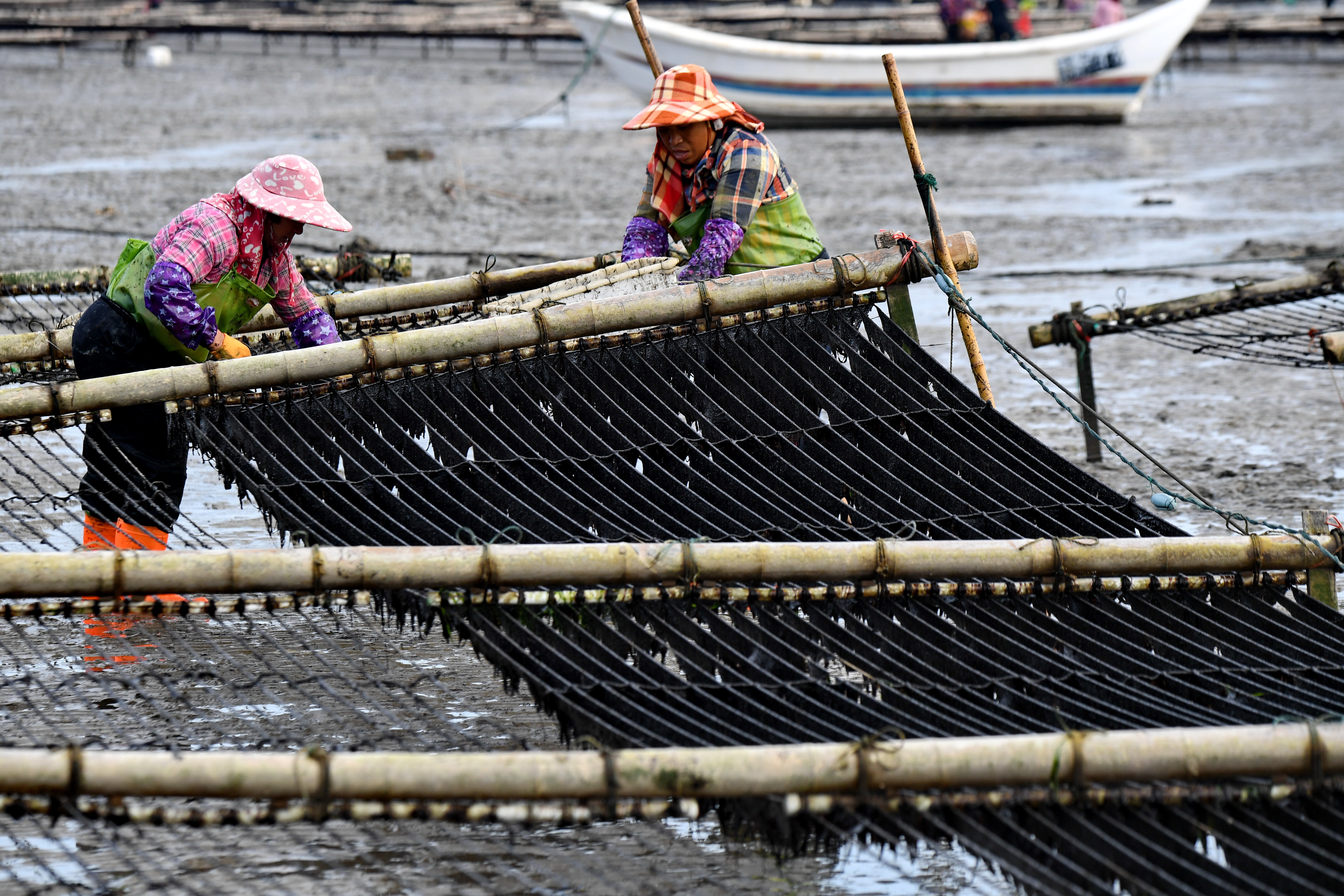 千亩紫菜获丰收