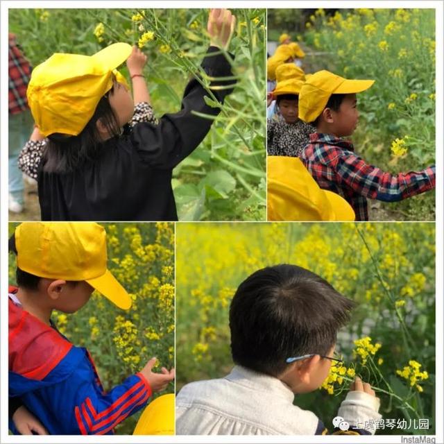 擁抱春天 繪出童心――鶴琴幼兒園中七班幼兒油菜花寫生活動