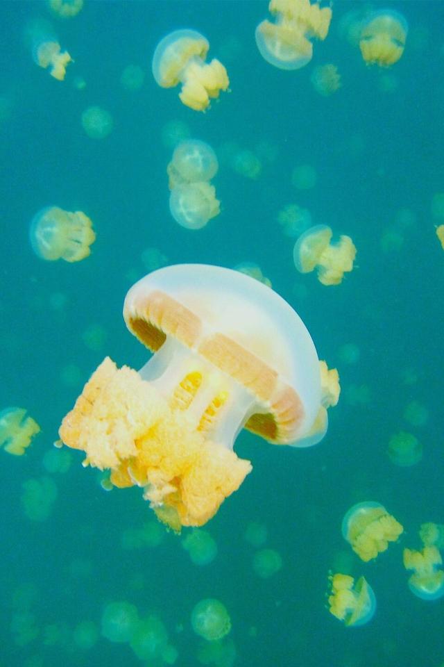 帕劳的水母湖也太美了吧?居然还能看见鲨鱼