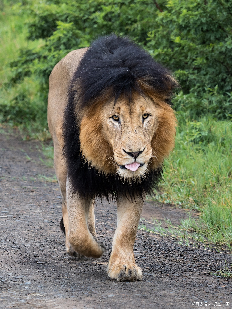 你若是狮子,何须炫耀