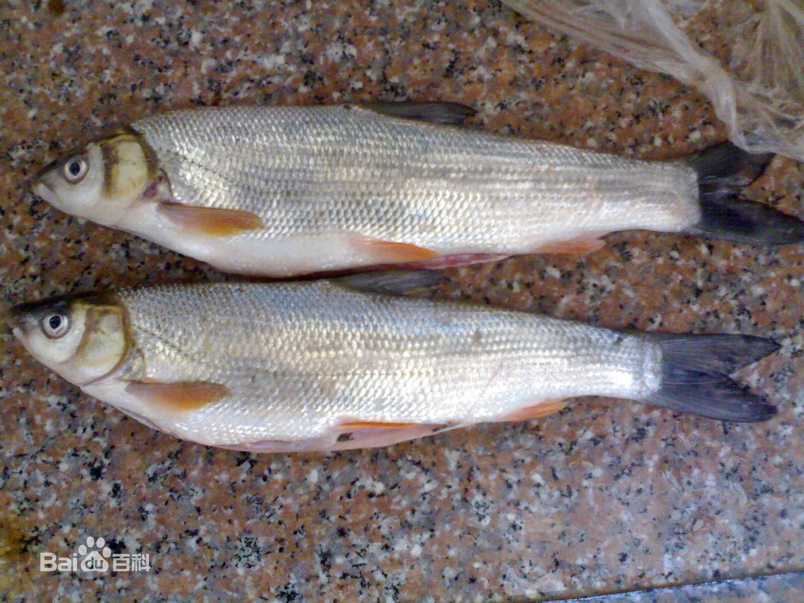 黄河淡水鱼品种大全图片