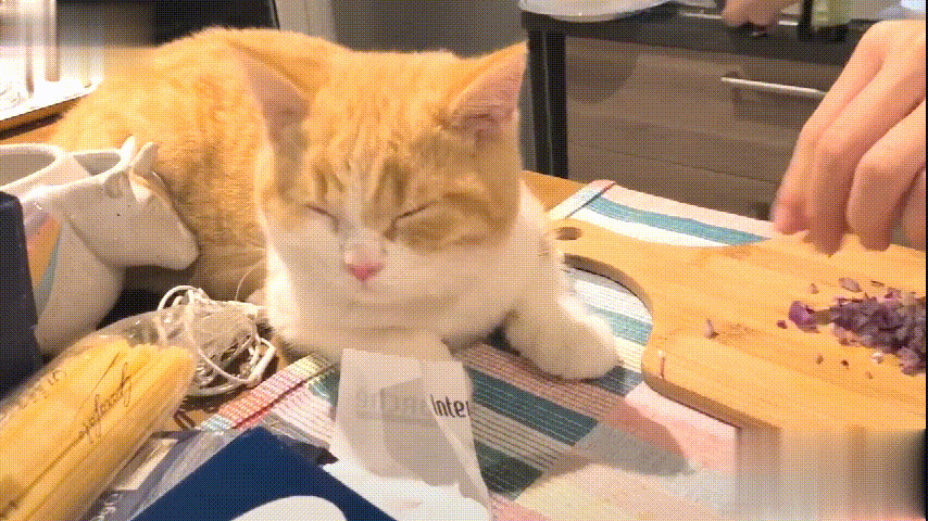 猫咪看着被咬坏的沙发好像在问我:要猫还是要沙发,只能选一个!