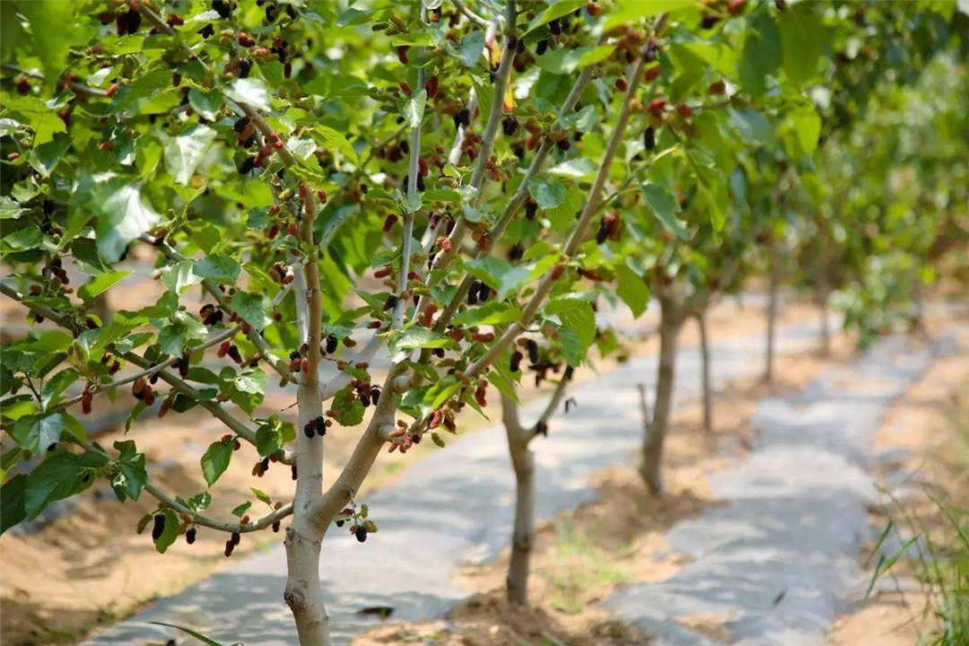 桑葚种植要依据地域选择品种,无籽桑葚市场价值高,销售范围也广