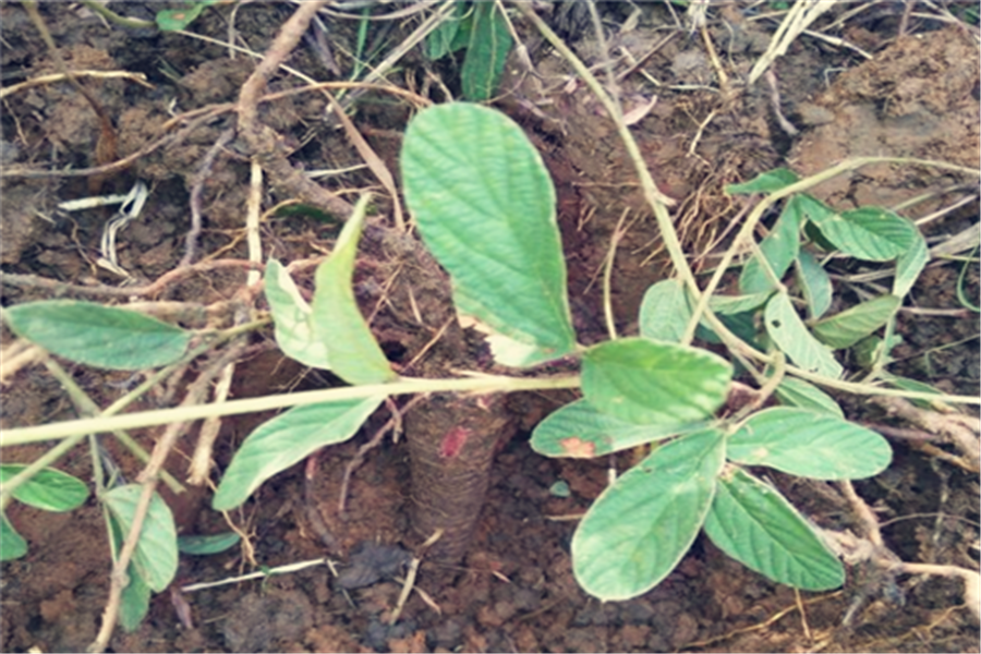 千斤拔怎样管理?如何施肥,才能够生长旺盛并且高产