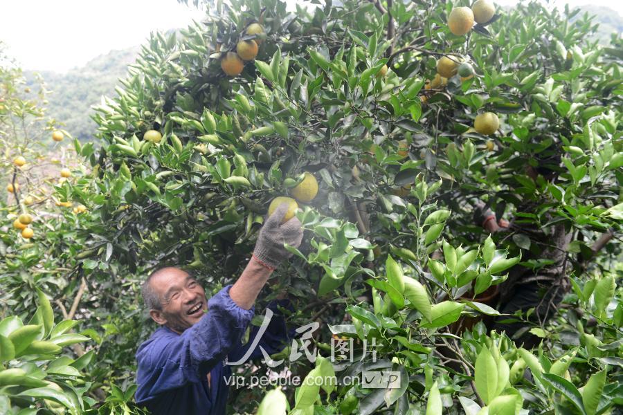 三峡库区湖北秭归夏橙丰收上市