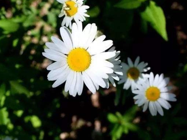 雏菊别名延命菊,是优良的花坛材料,亦可盆栽观赏