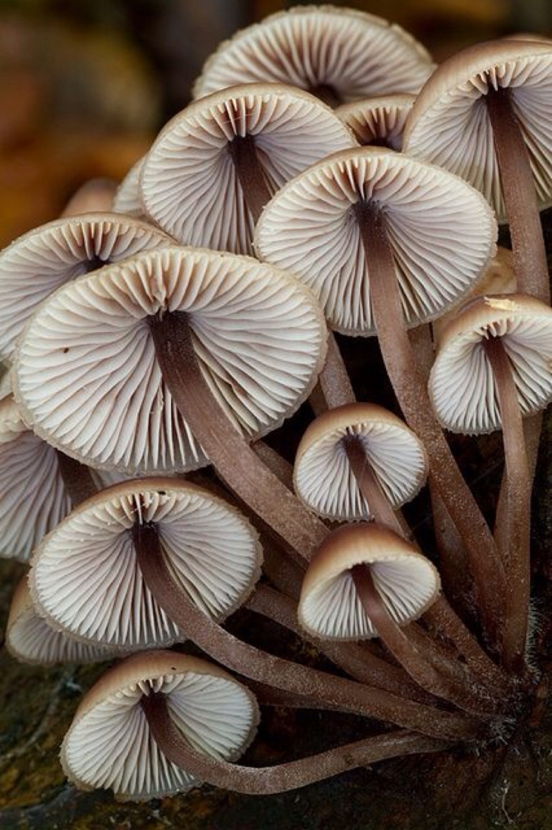 蘑菇的形状多种多样,一般常见的有钟形,斗笠形,半球形,平展形,漏斗形