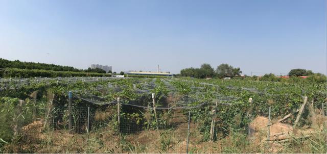 八里台镇农民丰收节暨第四届南义葡萄嘉年华盛大开幕