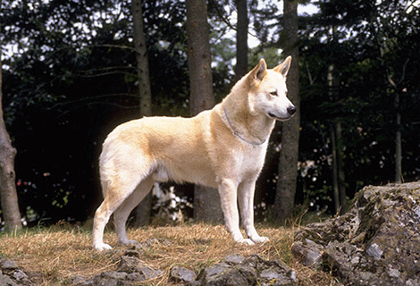 实用百科:卡南犬怎么除狗虱子,如何喂养