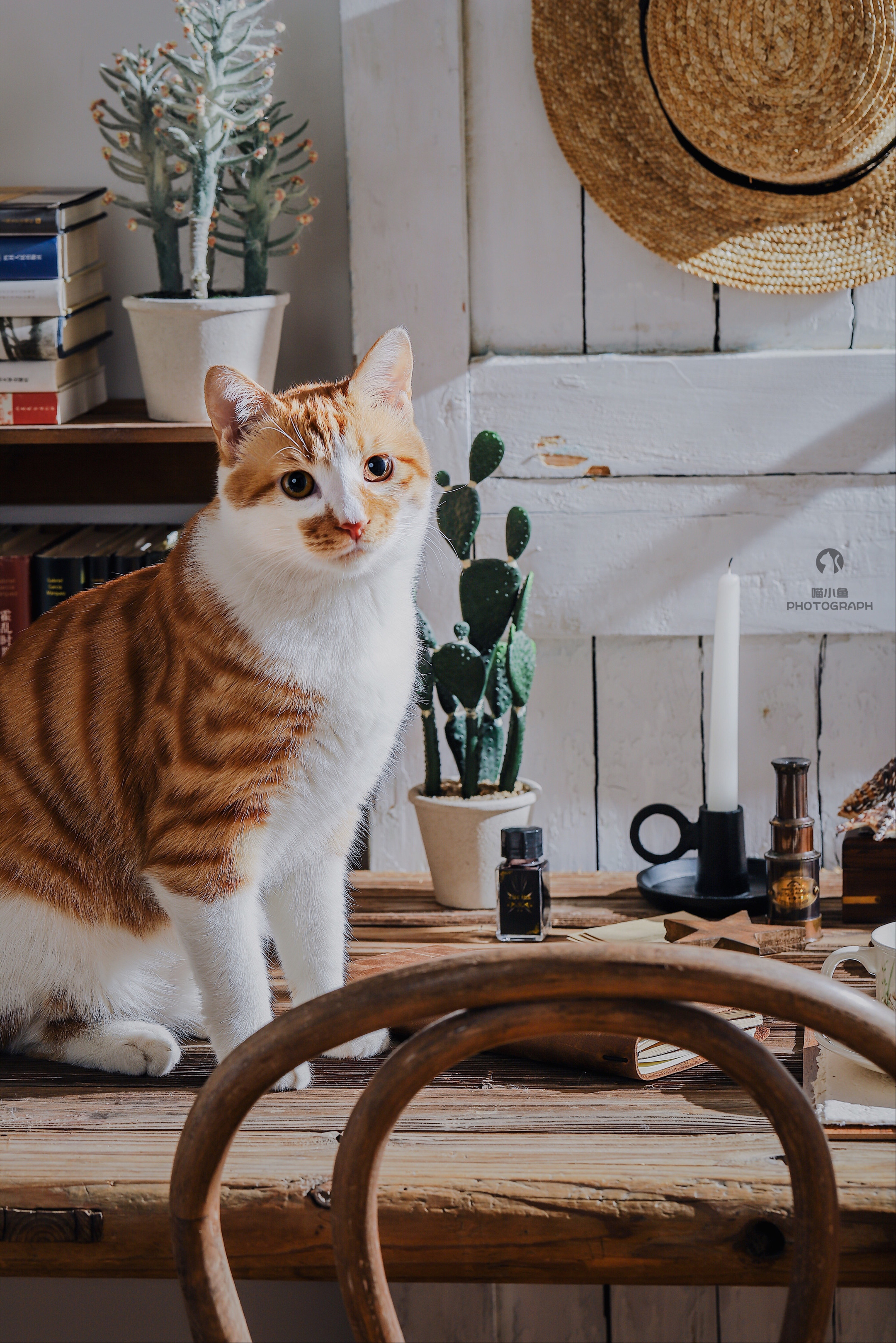 午后的逗猫时光