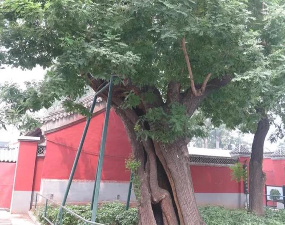 明朝亡国时,崇祯皇帝北京上吊自杀的那棵树,现在怎么样了?