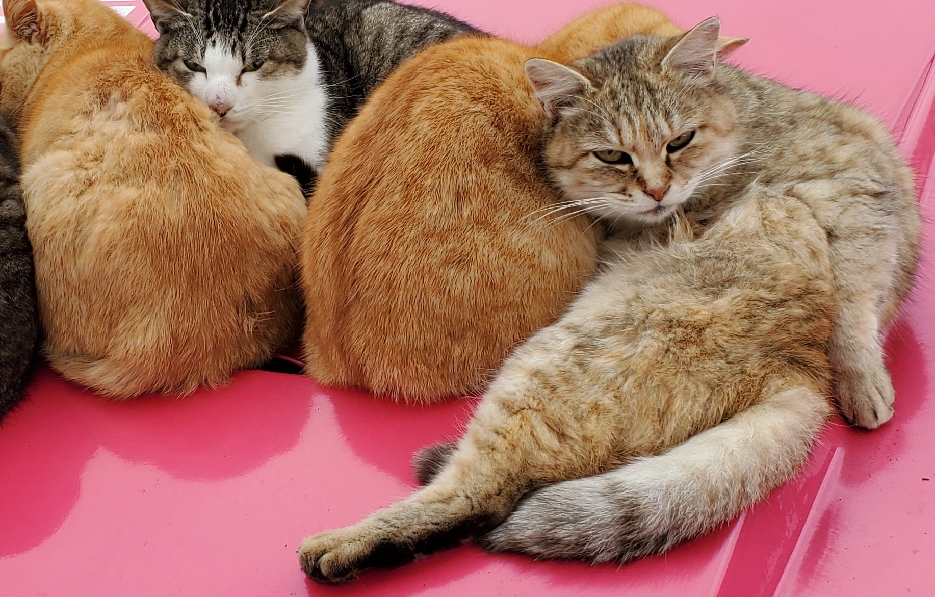 这辆车上"长"猫了,最多一次"长"出11只!