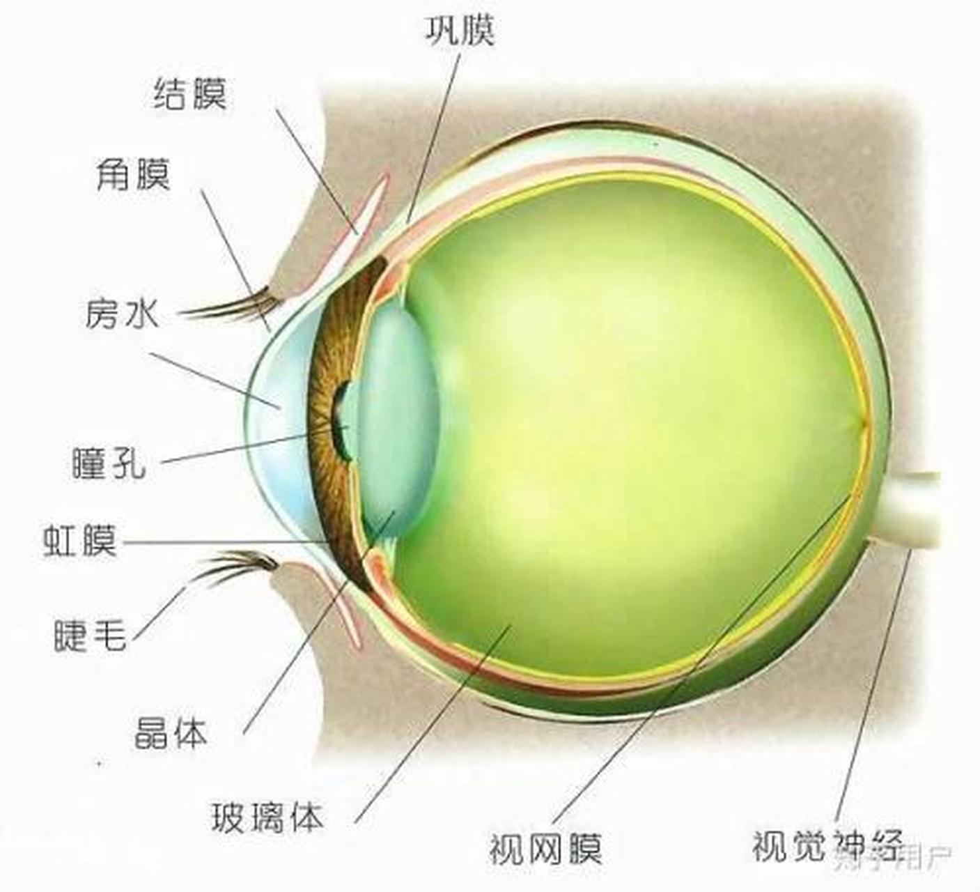 角膜反射图片