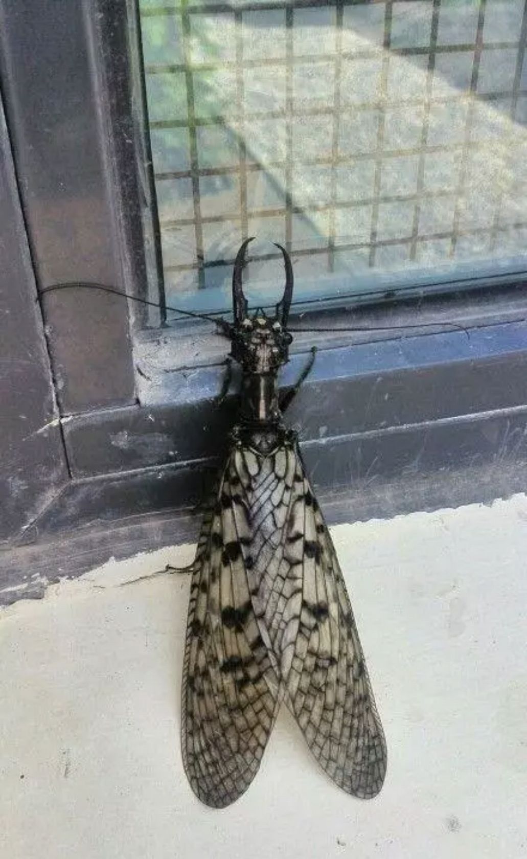 昆虫日记丨发现新伙伴:东方巨齿蛉!好奇宝宝进