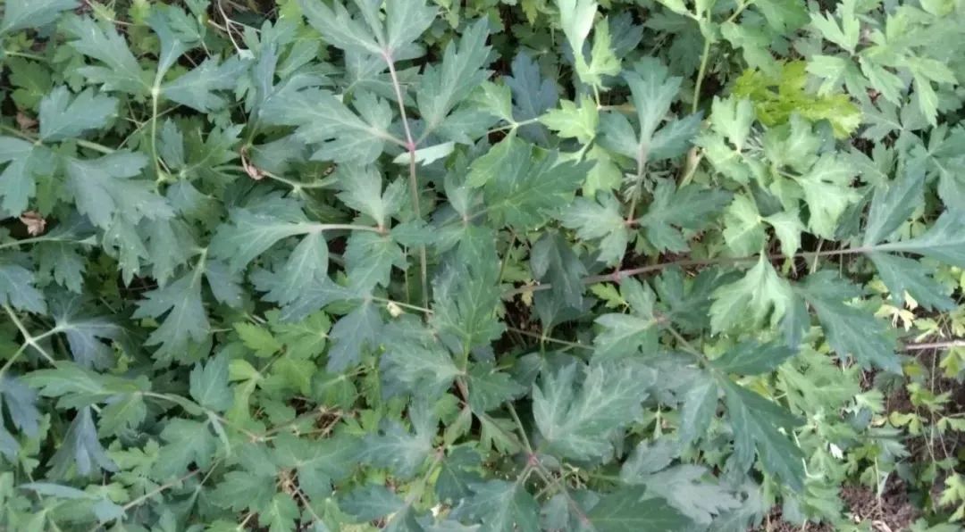 姨妈菜你可能不知道,药名大家都很熟悉,泡水或当菜吃有很多疗效