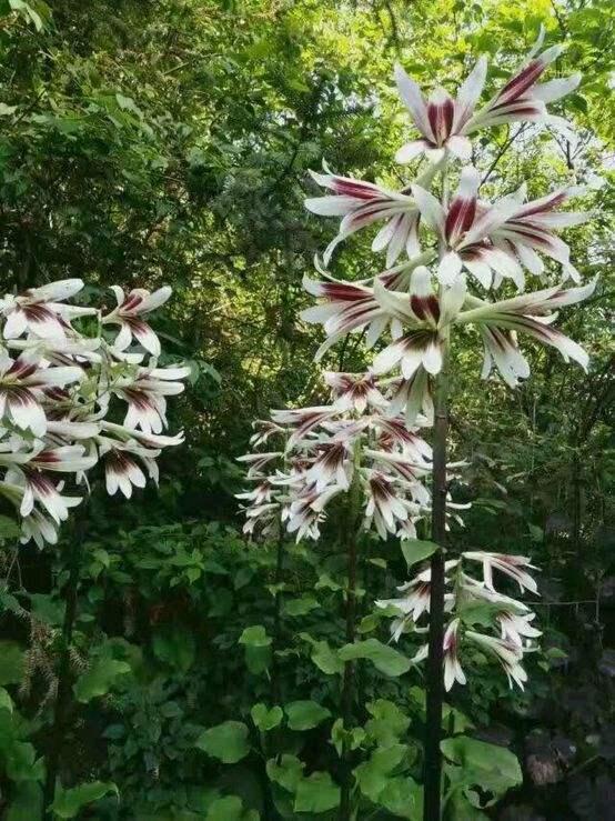 百合花可不止一种,几种超美的百合花,很多人都没见过