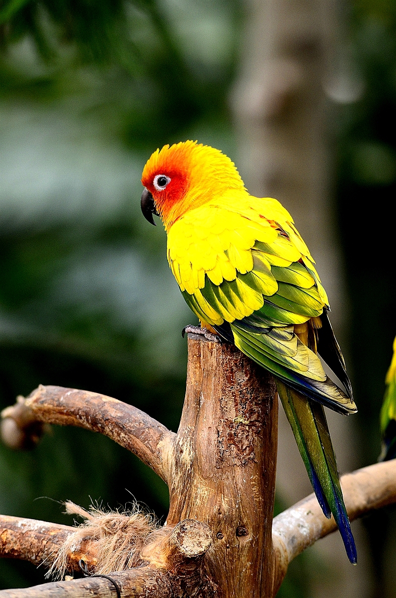 主人当鹦鹉面把笼子踩烂,鹦鹉气的"炸毛"了,网友:吵架没输过