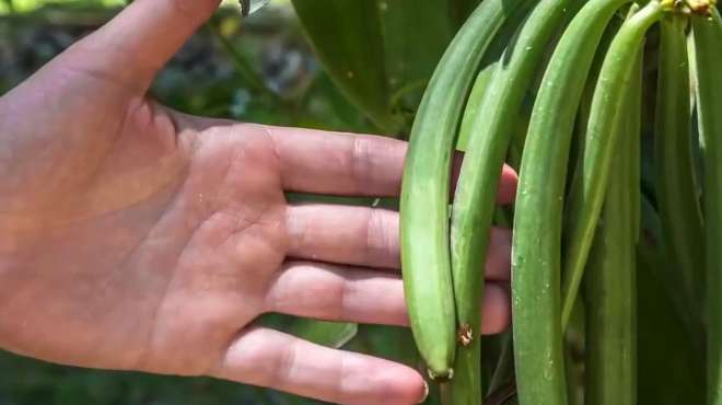 [图]香草冰淇淋中没有香草，大家见过香草吗，它是仅次于藏红花的香料