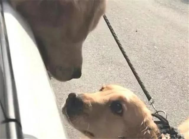 狗子这恋爱技能,一看就比某些人强多了,单身狗掩面哭泣