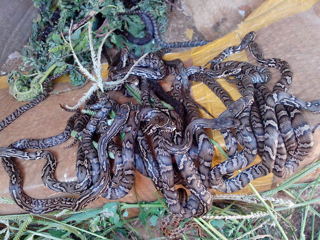 养殖蛇类的发展空间与前景,形势较好,但也需要这些条件