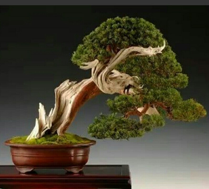 领略一下崖柏盆景的风采