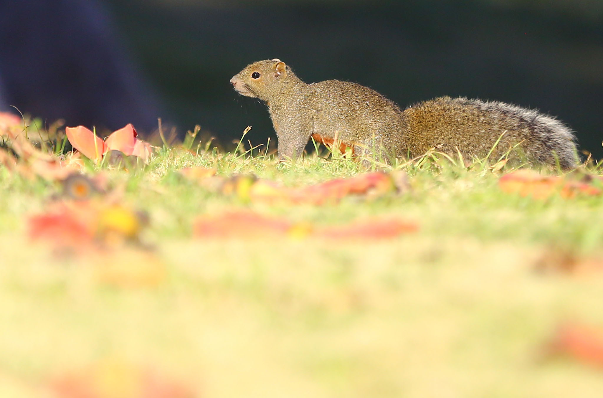 2月14日,在海南省三亚市,一只小松鼠在木棉树下觅食.