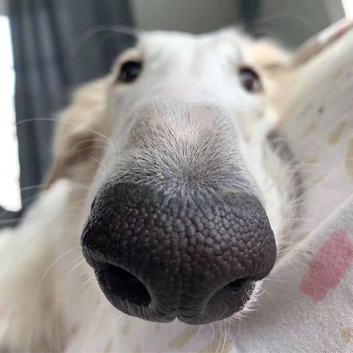 汪界大脸怪,长得像鞋拔子,竟还迷之自信?