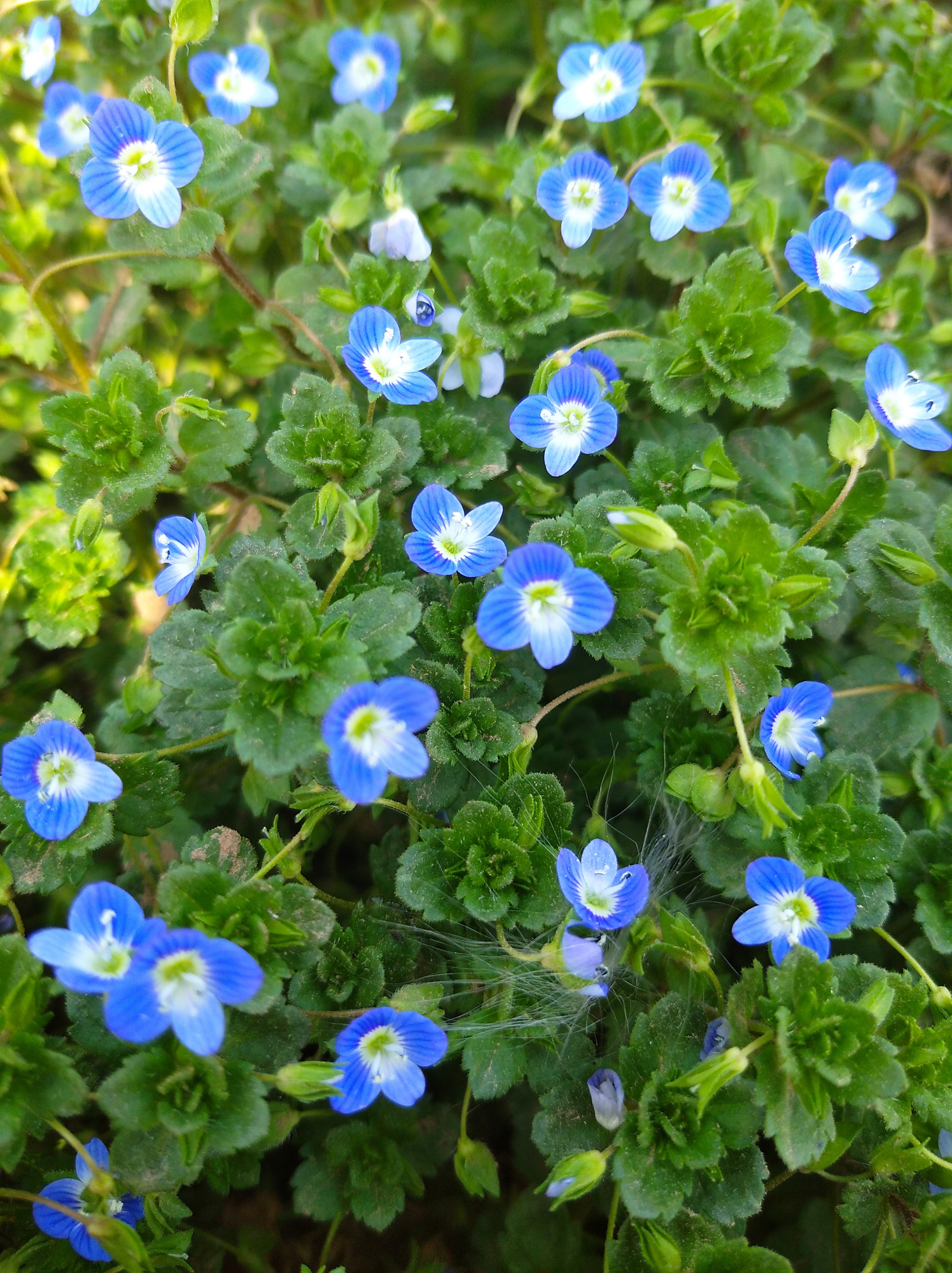 "婆婆纳" 上天赐予人间的"花仙子",天女撒满大地的"美丽花"