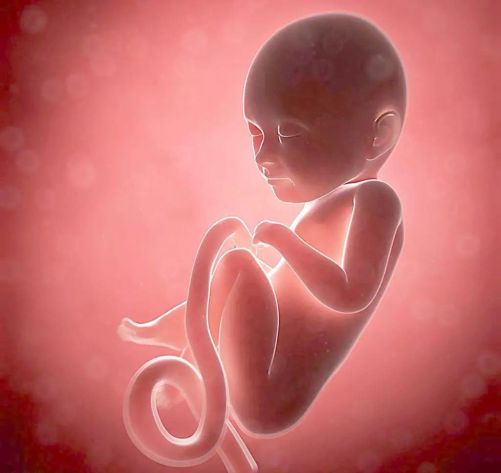 孕30周胎儿图图片