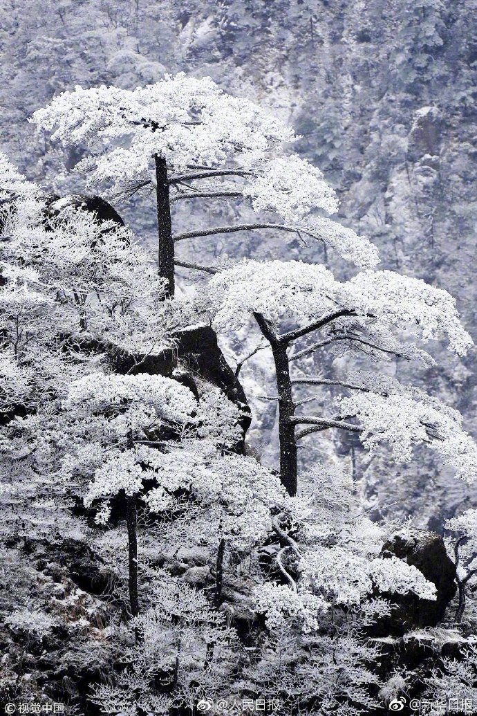 安徽黄山迎初雪!八百里黄山银装素裹,皑皑白雪与奇松怪石相辉映