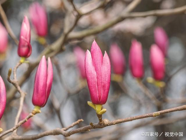艳丽怡人,芳香淡雅的紫玉兰,在中国有着悠久的历史