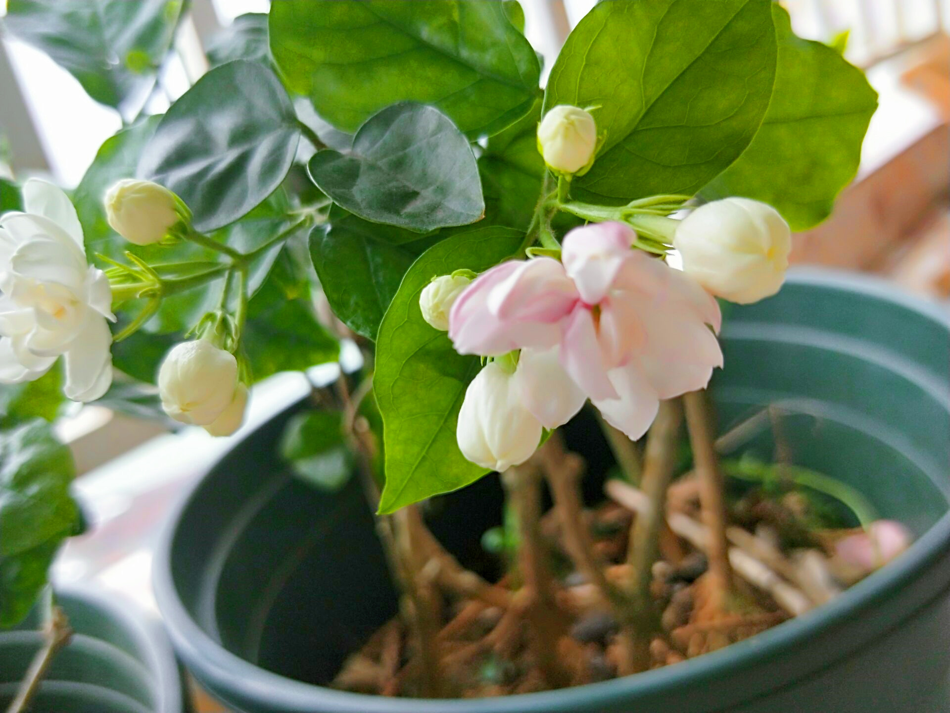 茉莉红 - 热门商品专区