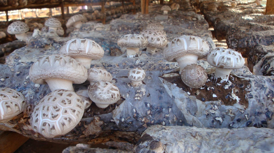 香菇是常见的菌菇之一,常会发生烂棒的现象,是这4种原因引起!