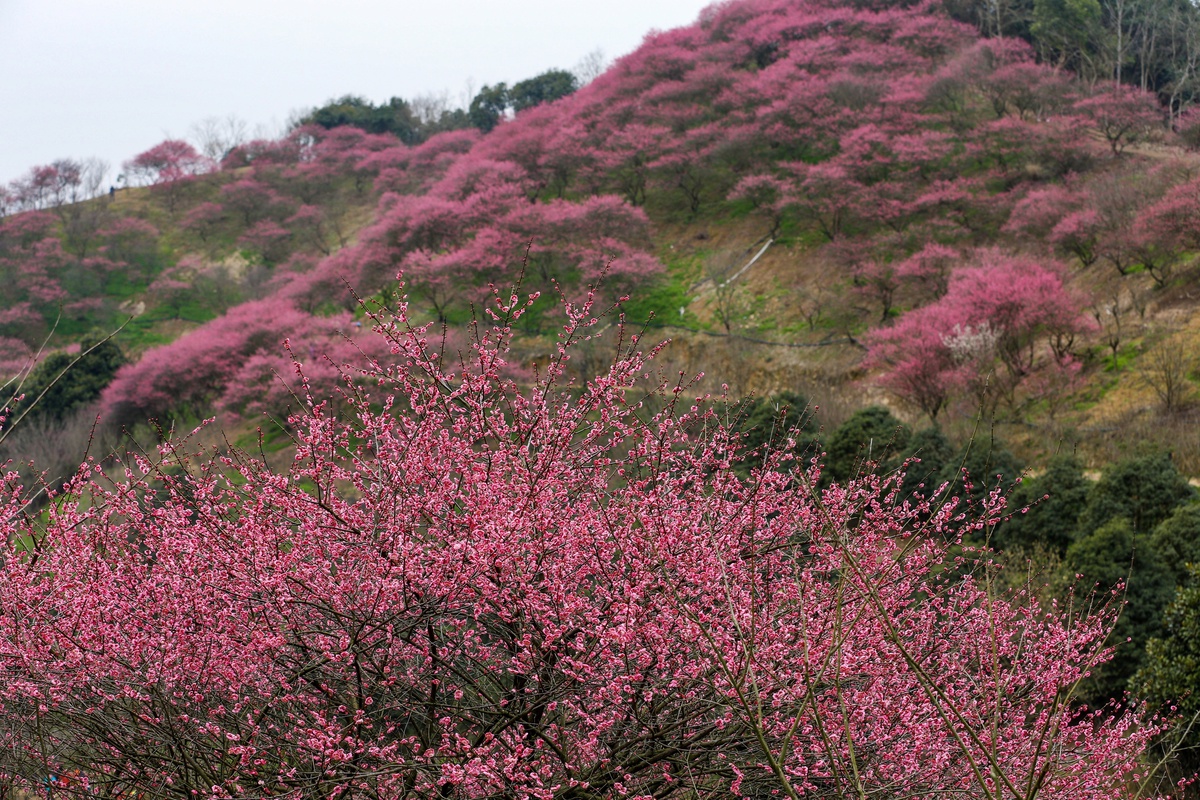 景色风光,山上梅花红似火
