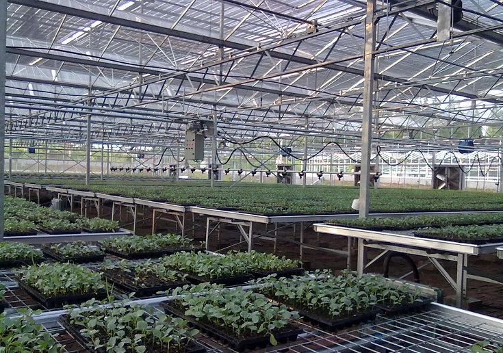 蔬菜育苗大棚工程案例 育苗温室大棚设备