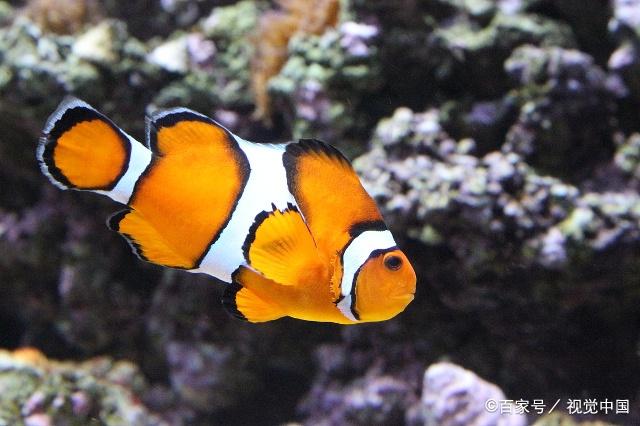 小丑鱼不但不丑还很可爱,橘黄色和白色相间,显得俏皮呆萌