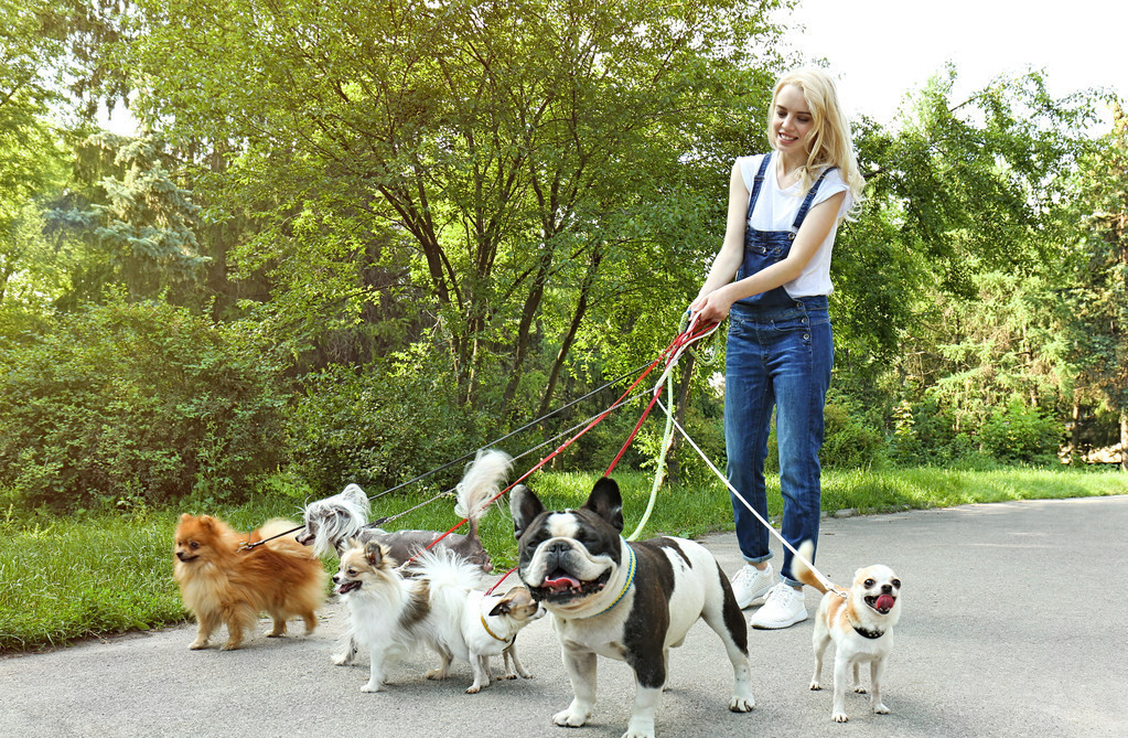 第一:低级境界 低级境界较为常见,我们用三个字概况:"狗遛人".