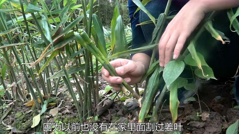 姜居然可以开花,农村丫头割姜叶发现了姜花,你知道姜花怎么吃吗,社会,三农,好看视频