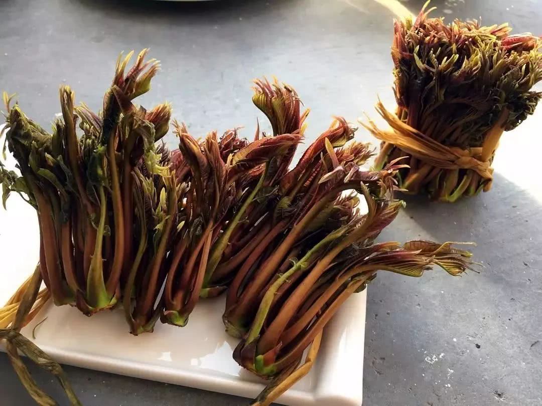 香椿的营养价值(香椿的营养价值和药用价值)