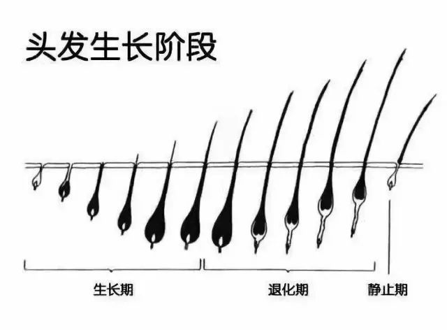 每天掉多少根头发才会秃?