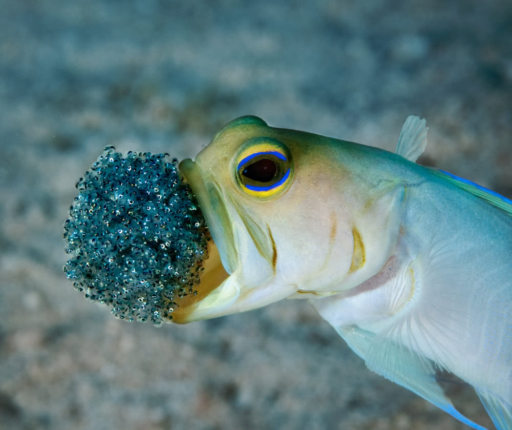 对的,它们就是把鱼卵含在嘴里来保护鱼卵不被其它鱼类的吃掉.
