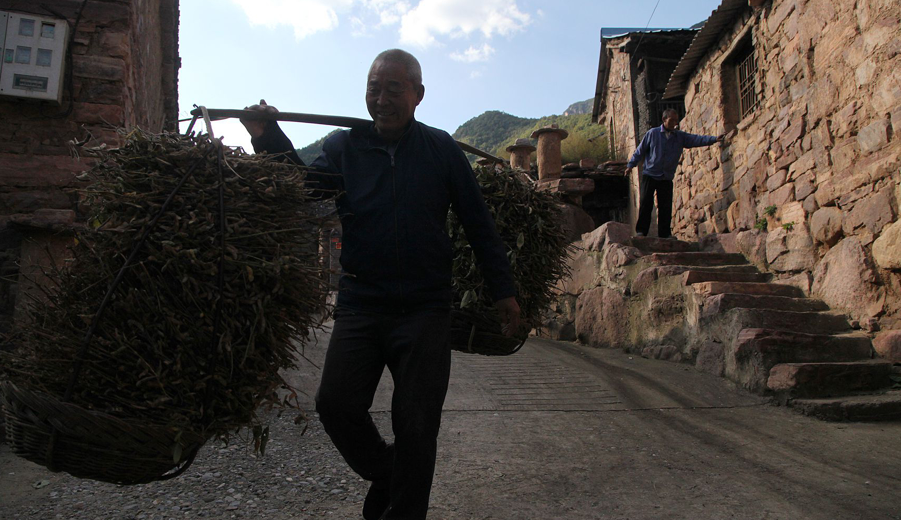 下午时分一位7旬老人肩挑着一担子收割的黄豆蔓,从村子里穿过.